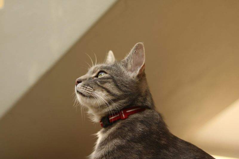 ペットケア・ジャパン - Image 2